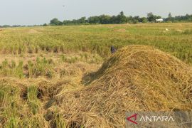 Produksi beras Cirebon capai 296.416 ton pada 2025