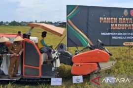 Kabupaten Buru Maluku surplus beras 14.545 ton