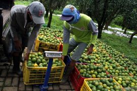 Provinsi Jawa Timur penghasil jeruk terbanyak nasional
