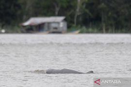 Indonesia names new conservation villages to protect Mahakam dolphins