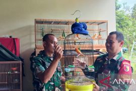 Anggota TNI di Kediri kembangkan budi daya kenari merah lokal