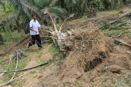 Warga Aceh Jaya harus meronda akibat gajah liar dekati pemukiman