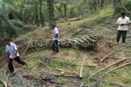 Warga Aceh Jaya terpaksa ronda cegah gajah liar dekati permukiman