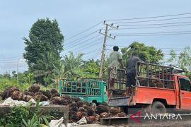 Harga TBS kepala sawit alami kenaikan dalam dua hari terakhir