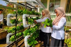 Dinas Pertanian dan Pangan Solok kembangkan pertanian hidroponik