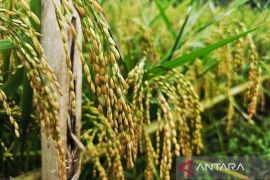 Realisasi luas tanam padi Natuna 2025 lampaui target