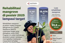 Rehabilitasi mangrove di pesisir 2025 lampaui target