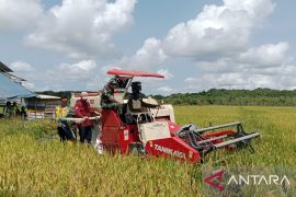 Panen bersama Mandiri Benih wujudkan swasembada pangan di Bangka Selatan