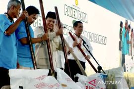 Pelajaran berharga dari swasembada beras 2025