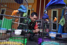 TNI peternak burung kenari merah lokal