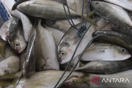 Ekspor perikanan Babel naik jadi Rp629 miliar