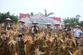 Dukung Swasembada Nasional, Wabup Junaidi hadiri panen raya jagung serentak