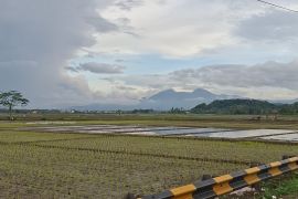 Lampung targetkan indeks pertanaman dapat meningkat 2,3 kali tanam