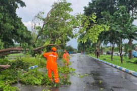 BPBD Jatim respons cepat dampak angin kencang di Juanda