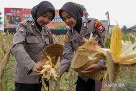 Polda Jatim gelar panen raya dukung swasembada pangan nasional di Sidoarjo