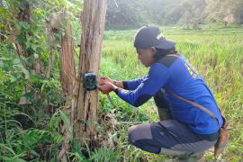 BKSDA Sumbar tangani 24 konflik satwa di Agam selama 2025