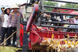 Polri gelar panen raya jagung serentak di 36 wilayah dukung swasembada pangan