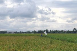 Produksi beras Tulungagung 2025 surplus puluhan ribu ton