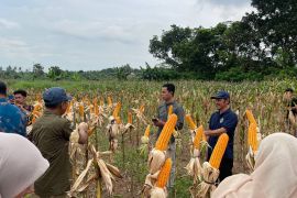 Pemkot Serang manfaatkan lahan tidur untuk kembangkan jagung industri