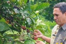 Kemenkum lirik kopi liberika asal Pulau Bacan jadi potensi indikasi geografis