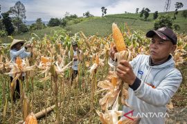 Panen raya jagung serentak kuartal 1 di Cikalongwetan