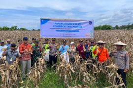 Dukung ketahan pangan, PT Vale bersama kelompok tani panen jagung di Tondowolio Kolaka