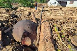 BKSDA relokasi tulang gajah ditemukan mati akibat banjir