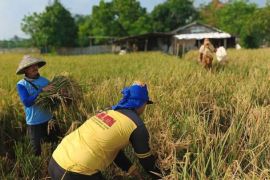 Kelompok tani Tangerang ditarget produksi lebih 1.600 ton gabah kering