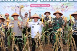 Gubernur - Kapolda Babel panen raya jagung hibrida