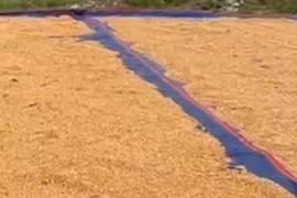 Bulog beli jagung petani Papua pada 2025 sebanyak 87.631 ton