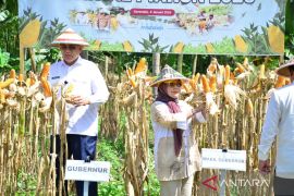 Gubernur optimistis Gorontalo mampu produksi jagung 1,5 juta ton