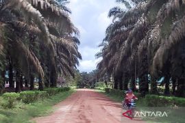 Terluas di Kalteng, kebun sawit sudah hampir sepertiga wilayah Kotim