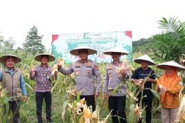 Polda Kaltara Panen Raya Jagung Mendukung Ketahanan Pangan Nasional