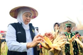 Khofifah proyeksikan produksi jagung Jatim 5,4 juta ton pada 2026
