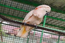 BKSDA Maluku terima satwa jenis kakatua hasil translokasi dari KSDA Riau