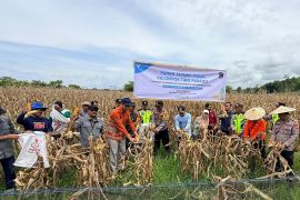 Petani binaan PT Vale di Kolaka panen jagung pakan dukung ketahanan pangan