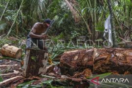 Unpatti usul pemerintah kembangkan agroforestri lindungi hutan