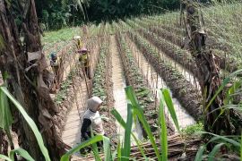 Petani sayuran dataran rendah di Lebak penuhi permintaan SPPG
