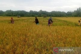 Bulog tampung gabah petani di Pulau Simeulue