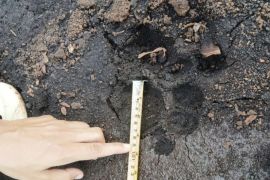Endangered Sumatran tiger tracks found after close encounter in Riau