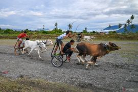 Tradisi balap sapi di Sigi sebagai ungkapan syukur usai musim panen padi
