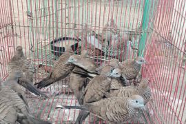 BBKSDA NTT menggagalkan masuknya puluhan burung ilegal ke Maumere