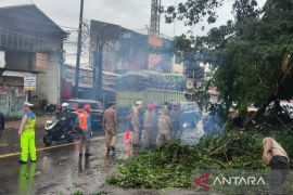 Polisi bersama Bhabinkamtibmas sigap tangani pohon tumbang di Tangsel