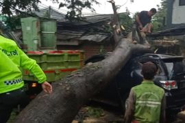 Pohon tumbang timpa satu mobil di Tangerang sudah dievakuasi