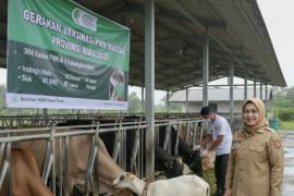 Tercatat ada 304 kasus PMK pada hewan di Riau sepanjang 2025, Inhu terbanyak