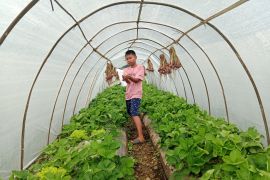 Jumlah pendaki Gunung Rinjani 2025 capai 80.214 orang