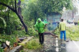 Delapan pohon tumbang di Jakarta Barat