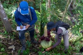 BKSDA kembali temukan Amorphophallus bunga endemik Sumatera