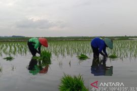 Batang manfaatkan 530,2 ha lahan terdampak rob untuk padi Biosalin