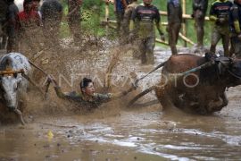 Pacu jawi awal tahun 2026 Page 2 Small